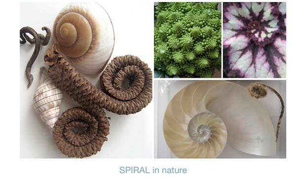 Spirals in Nature by Karen Fuchs